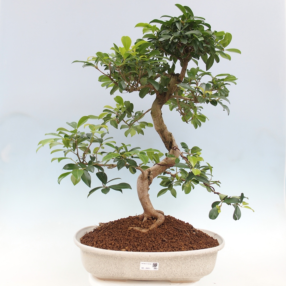 Room bonsai - Australian cherry - Eugenia uniflora - PERSONAL COLLECTION ONLY or pallet transport