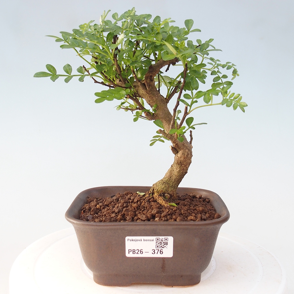 Room bonsai - Zantoxylum piperitum - pepper tree