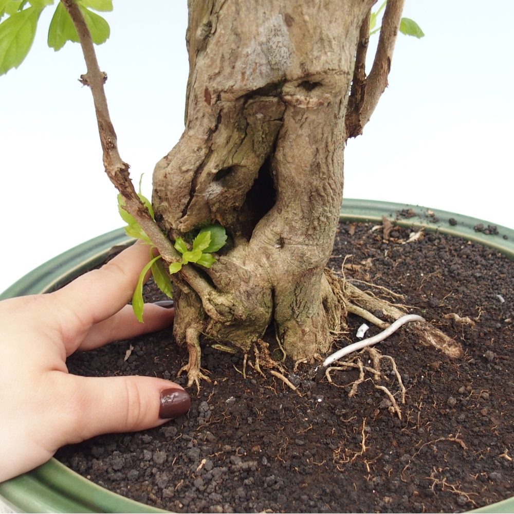Room bonsai - Duranta erecta Aurea - PERSONAL COLLECTION ONLY or pallet transport