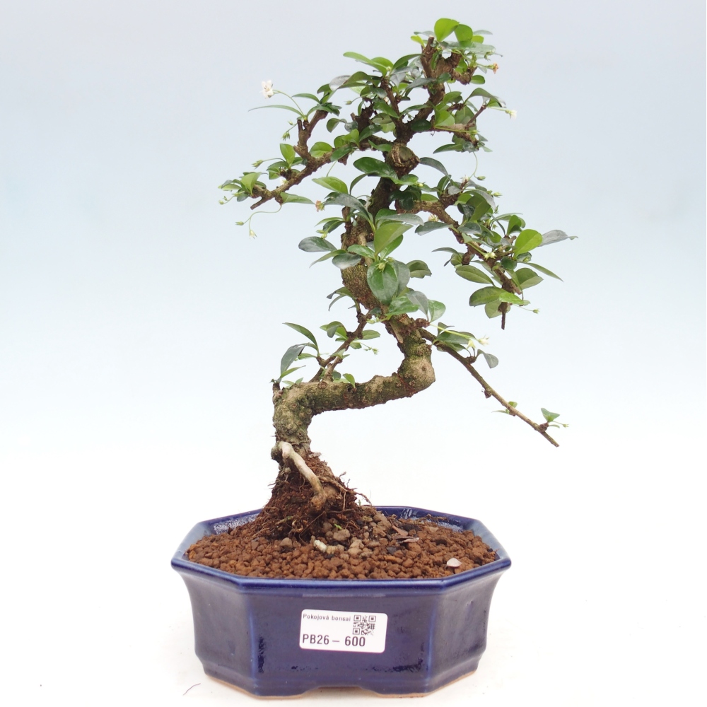 Room bonsai - Carmona macrophylla - Tea fuki