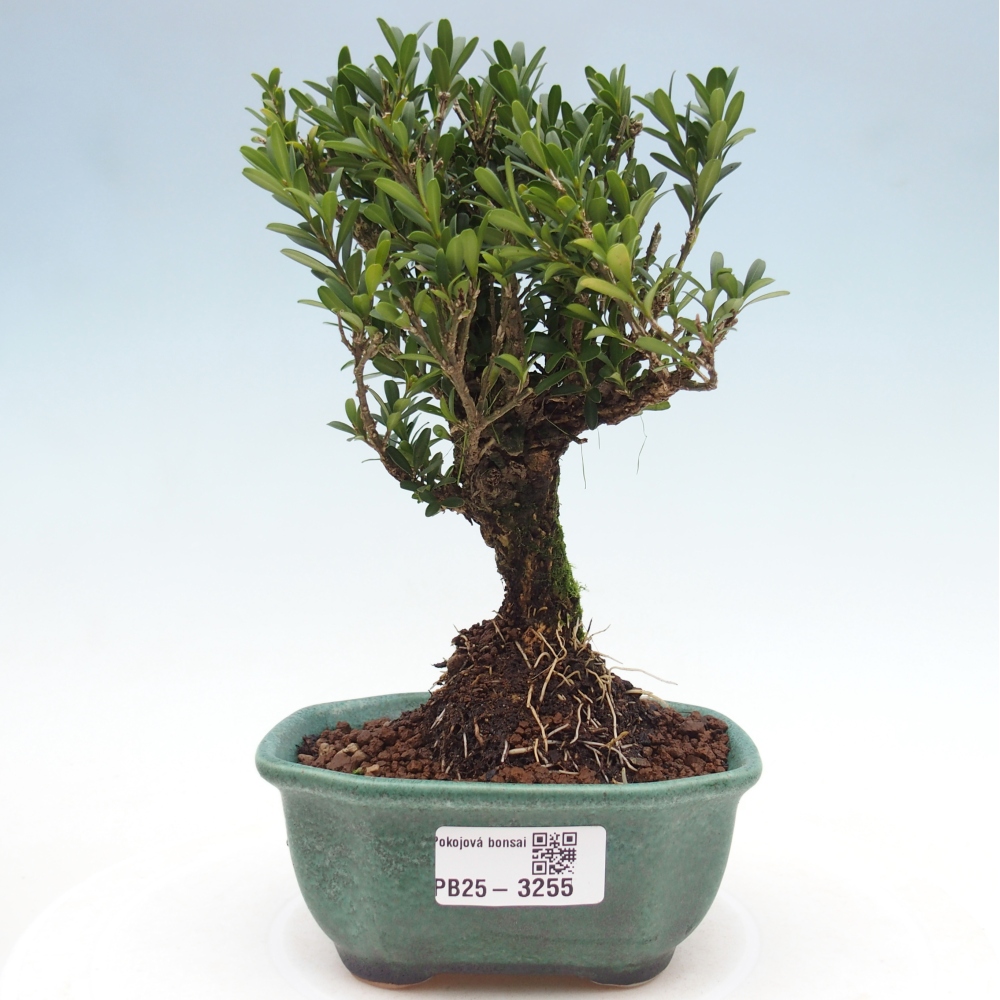 Room bonsai - Buxus harlandii - cork buxus