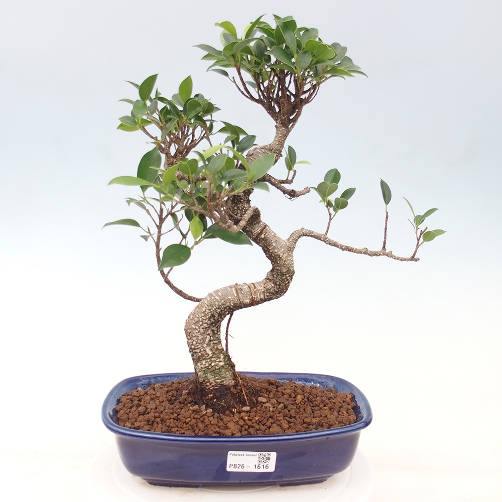 Room bonsai - Ficus kimmen - small-leaved ficus