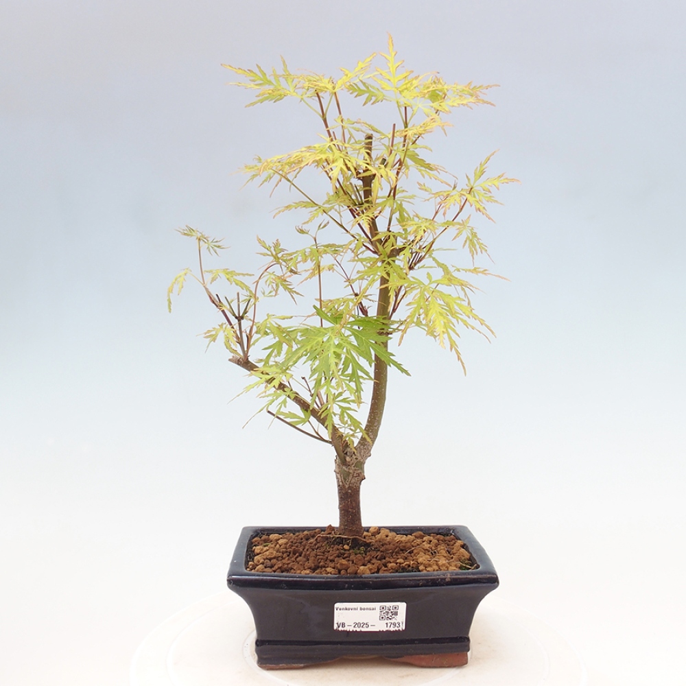 Outdoor bonsai - Acer palmatum Dissectum - Japanese Maple 