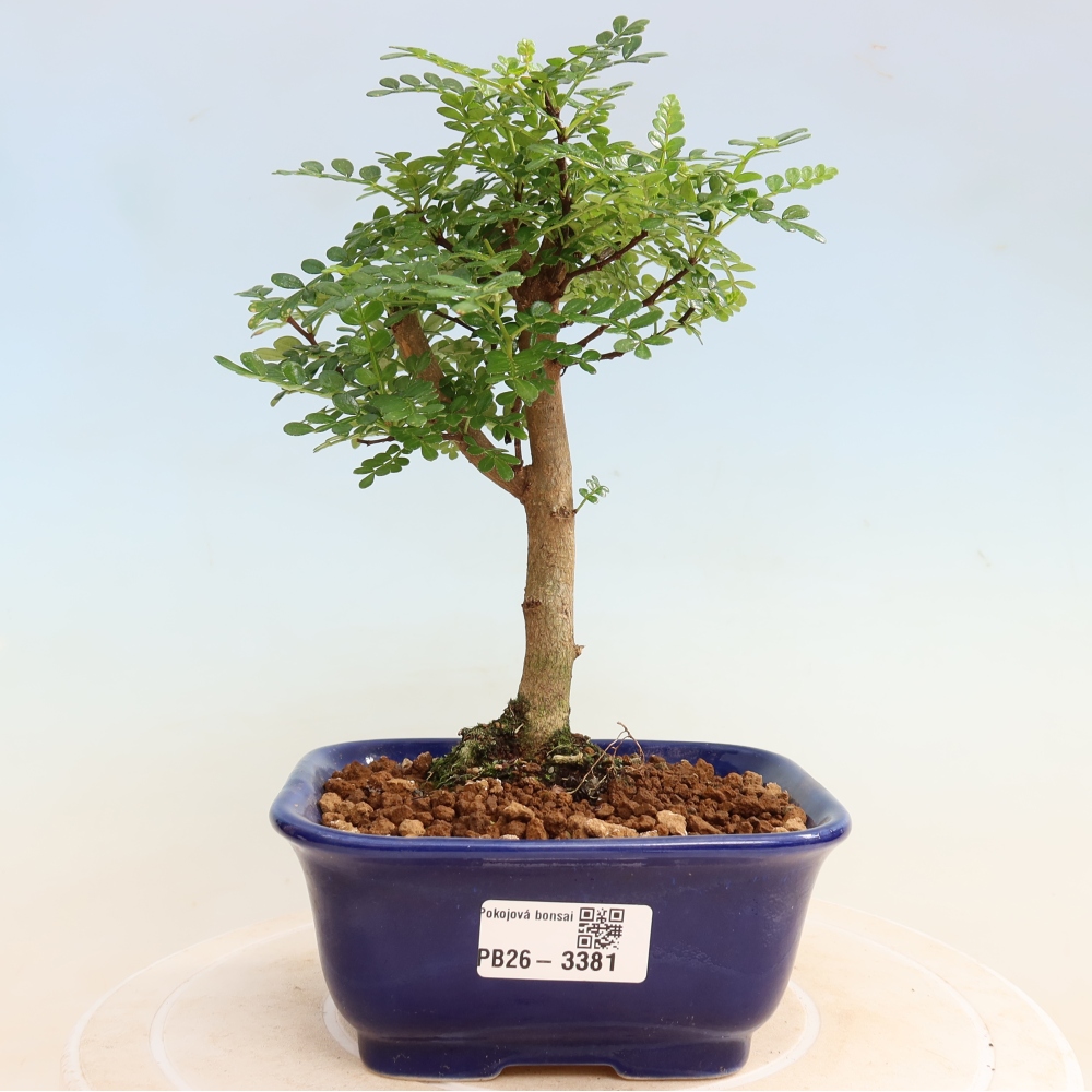 Room bonsai - Zantoxylum piperitum - pepper tree