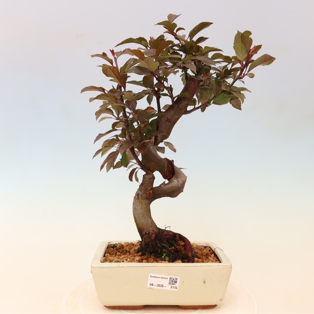 Outdoor bonsai -Malus domestica - Small-fruited red-leaved apple tree