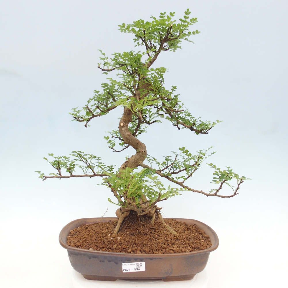 Room bonsai - Zantoxylum piperitum - pepper tree