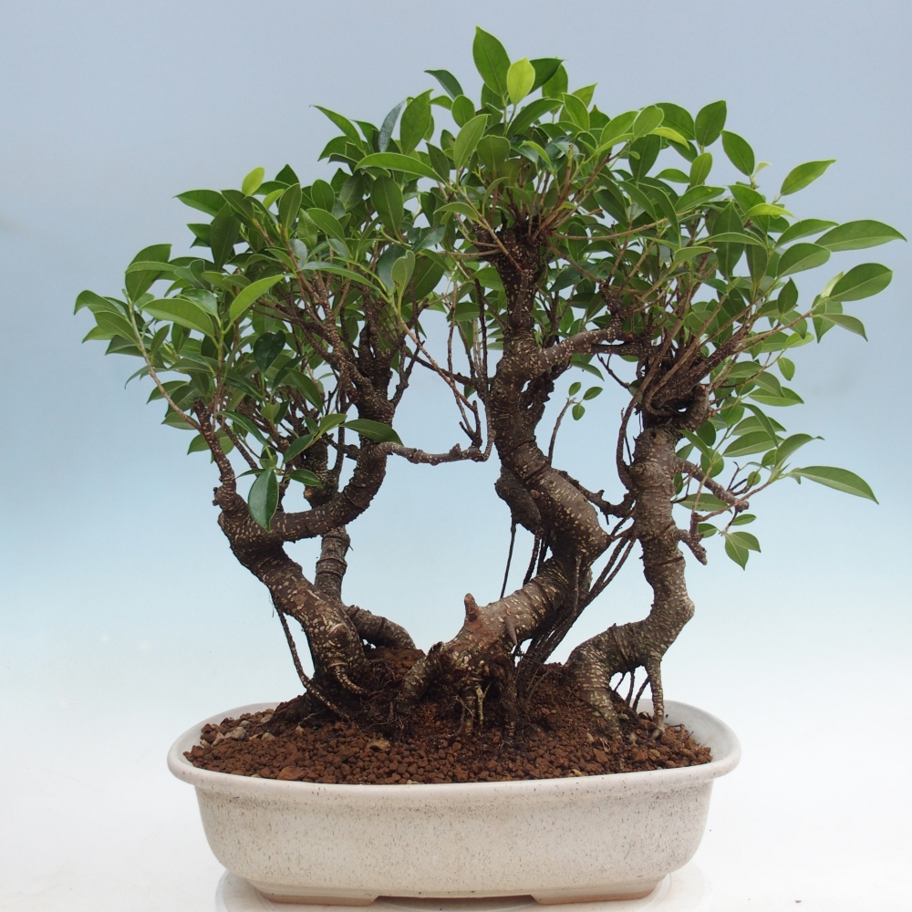 Room bonsai - Ficus kimmen - small-leaved ficus