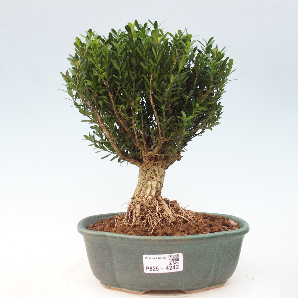 Room bonsai - Buxus harlandii - cork buxus