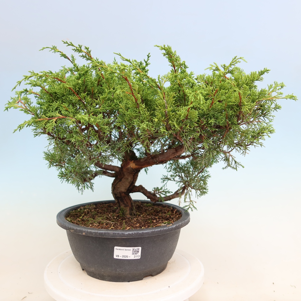 Outdoor Bonsai - Juniperus chinensis Itoigawa - Chinese Juniper