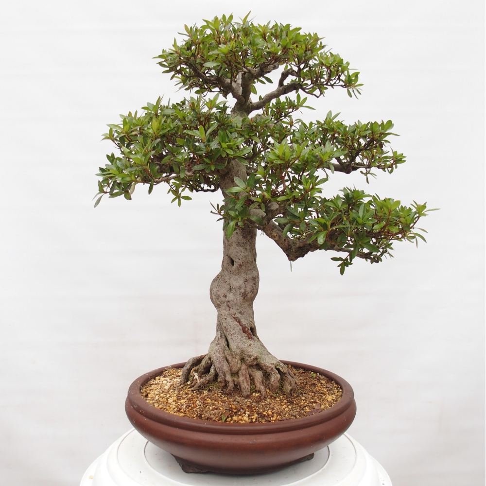 Outdoor bonsai - Japanese Azalea - Azalea Osakazumi