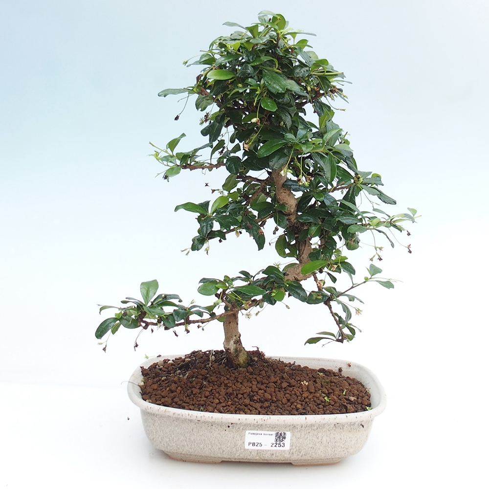 Room bonsai - Carmona macrophylla - Tea fuki