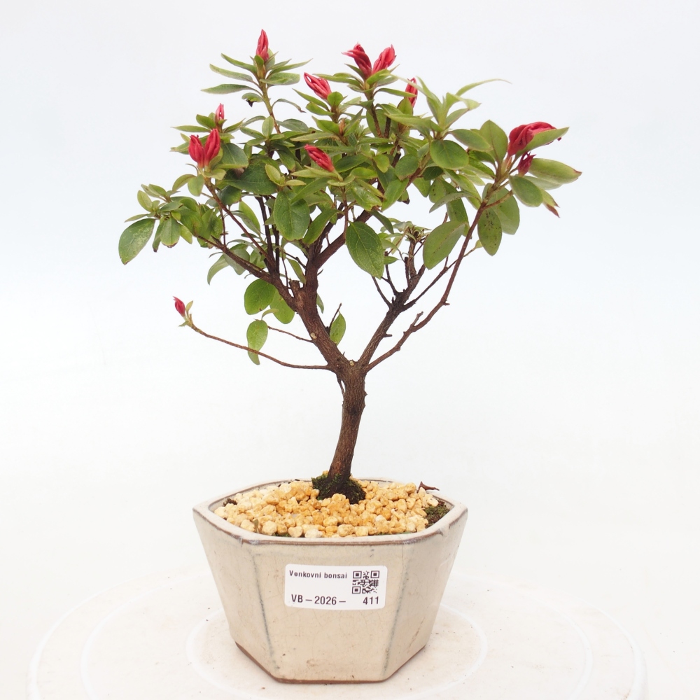Outdoor bonsai - Japanese azalea - Azalea sp.