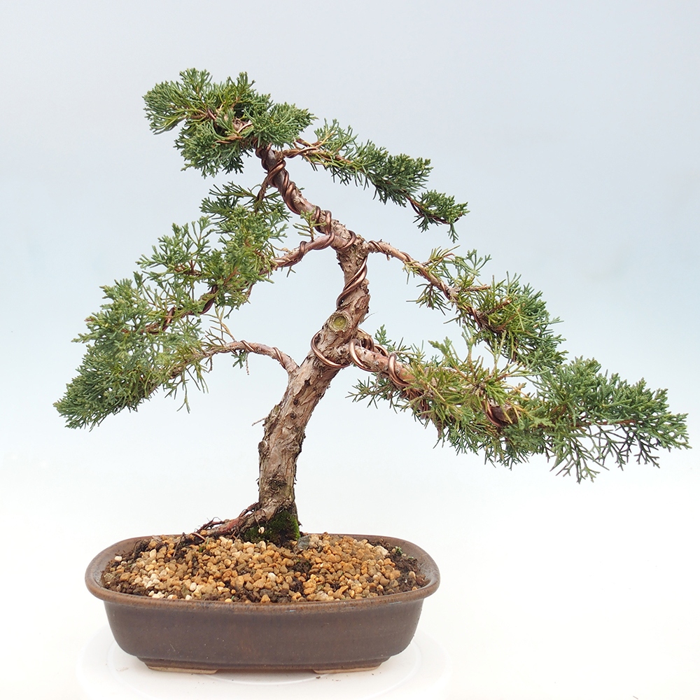 Outdoor bonsai - Juniperus chinensis Kishu