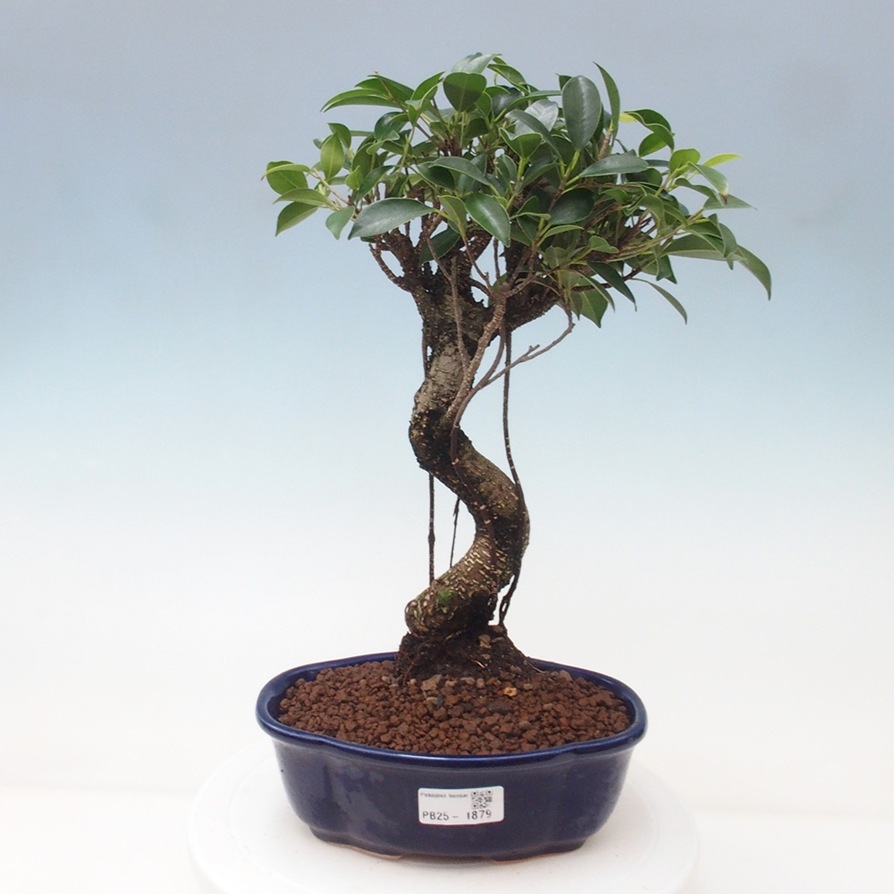 Indoor bonsai - Ficus retusa - small ficus