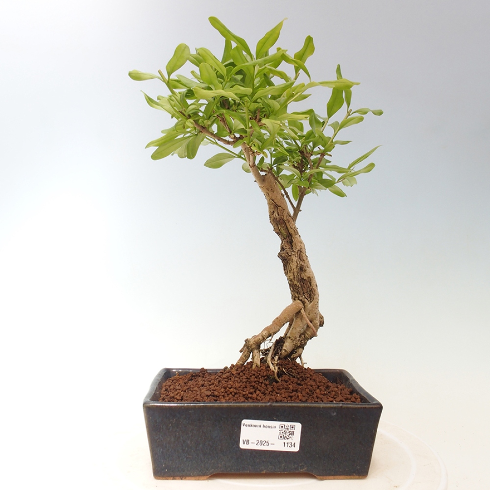 Outdoor bonsai - Prunus spinosa - blackthorn