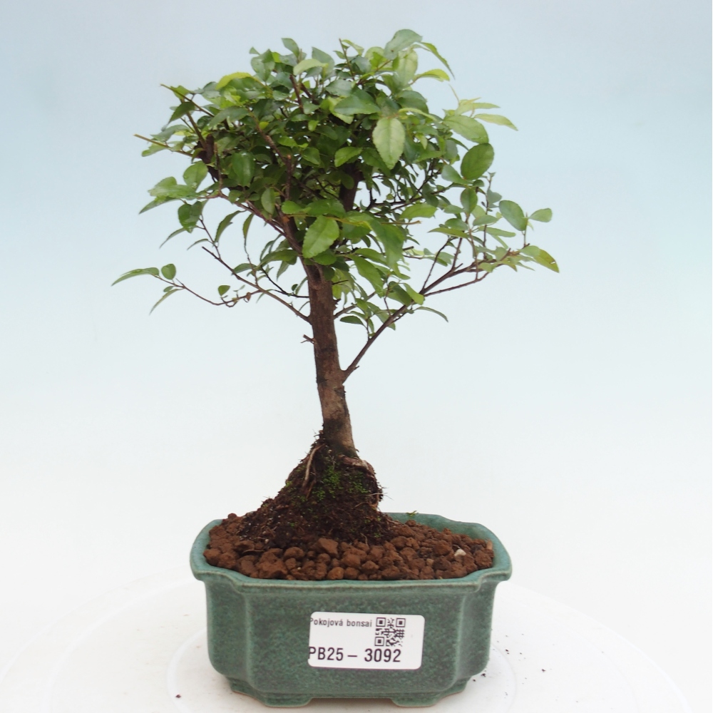 Indoor bonsai - Sagerécie thea - Sagerécie thea