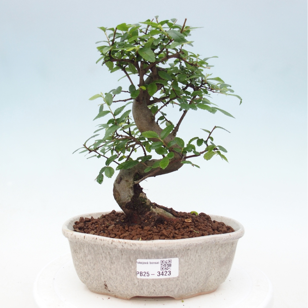 Room bonsai - Ulmus parvifolia - Small-leaved elm