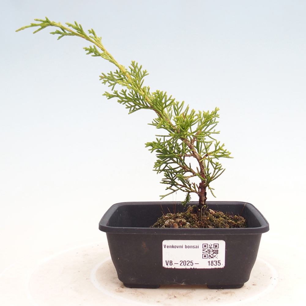 Outdoor bonsai - Juniperus chinensis Itoigawa - Chinese juniper