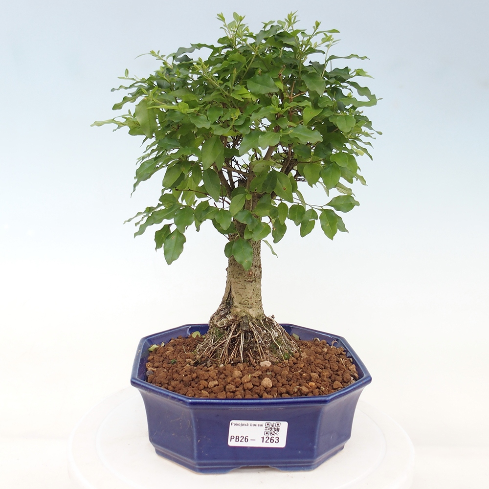 Room bonsai -Ligustrum chinensis - Birds Beak