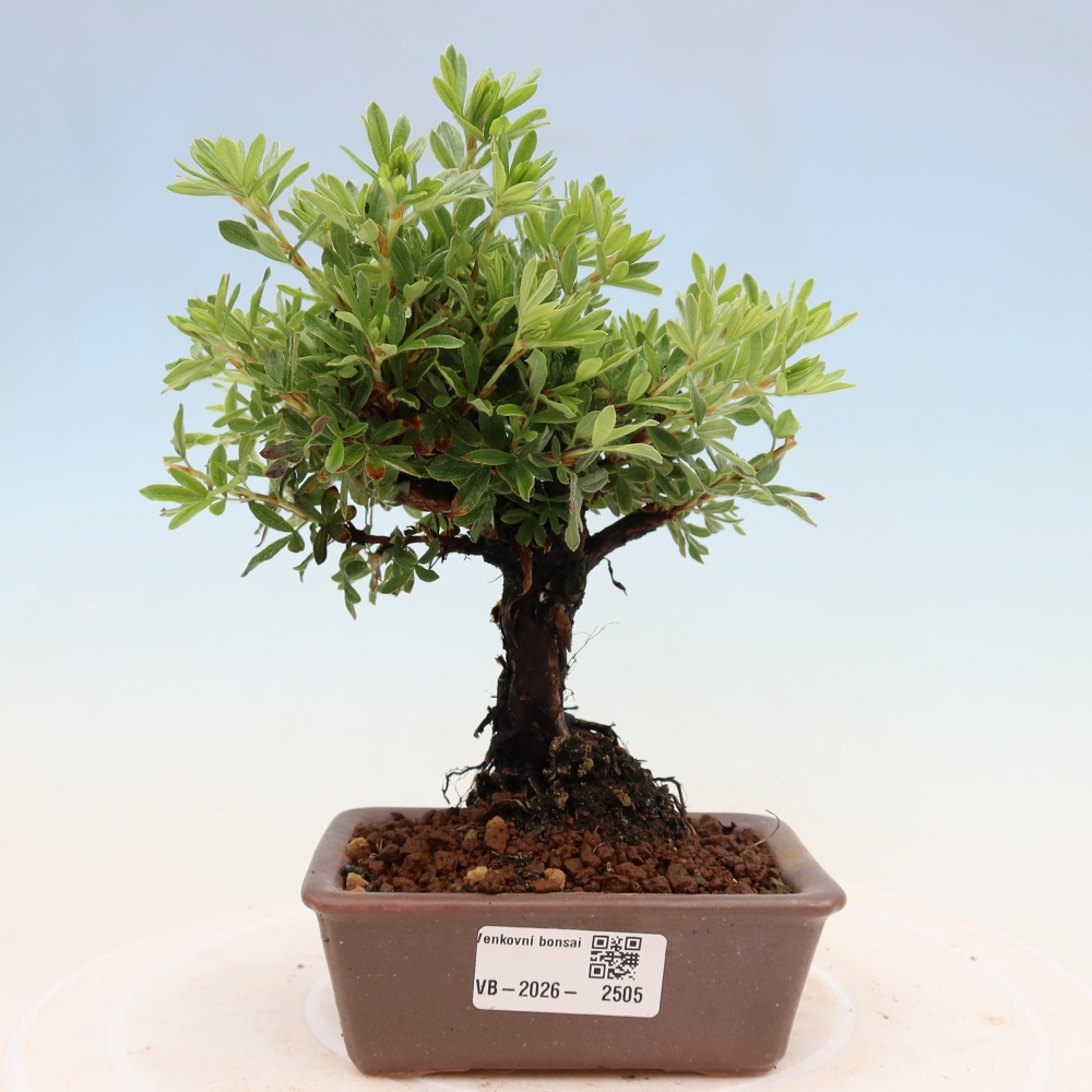 Outdoor bonsai - Potentila fruticosa