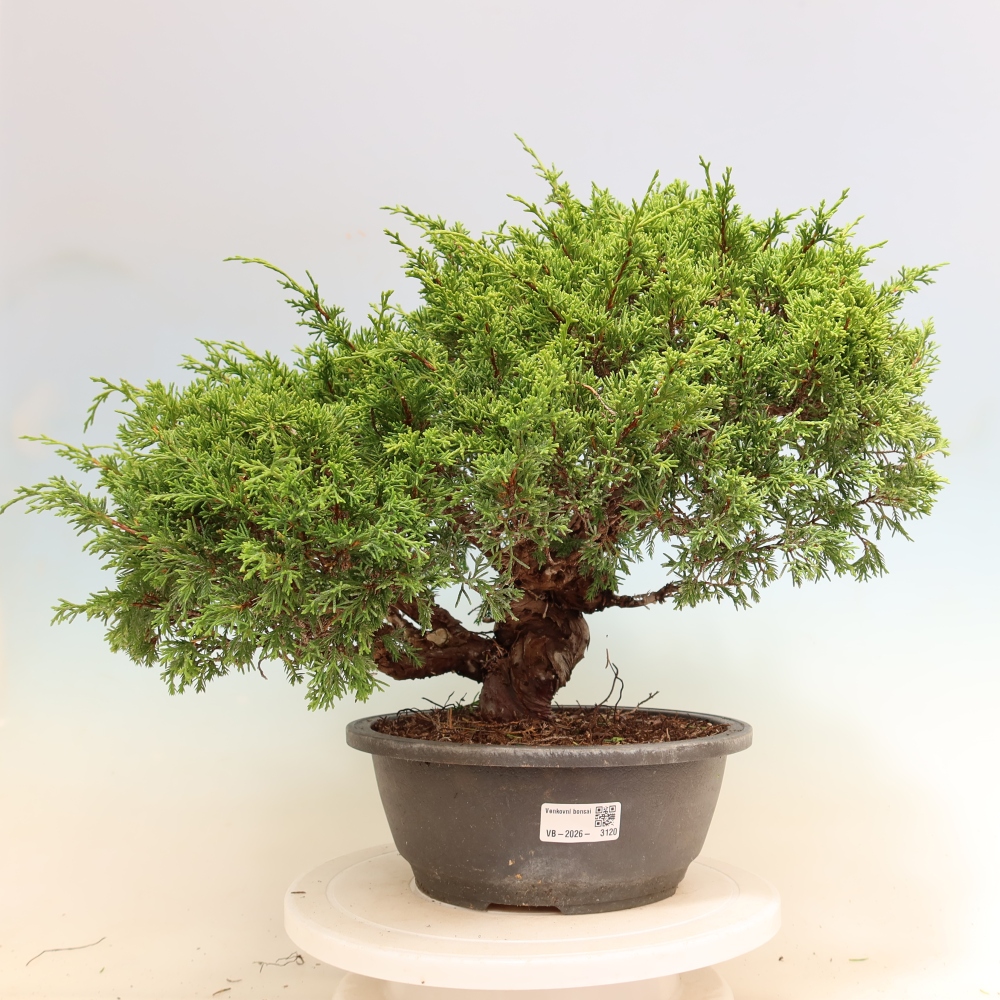Outdoor Bonsai - Juniperus chinensis Itoigawa - Chinese Juniper