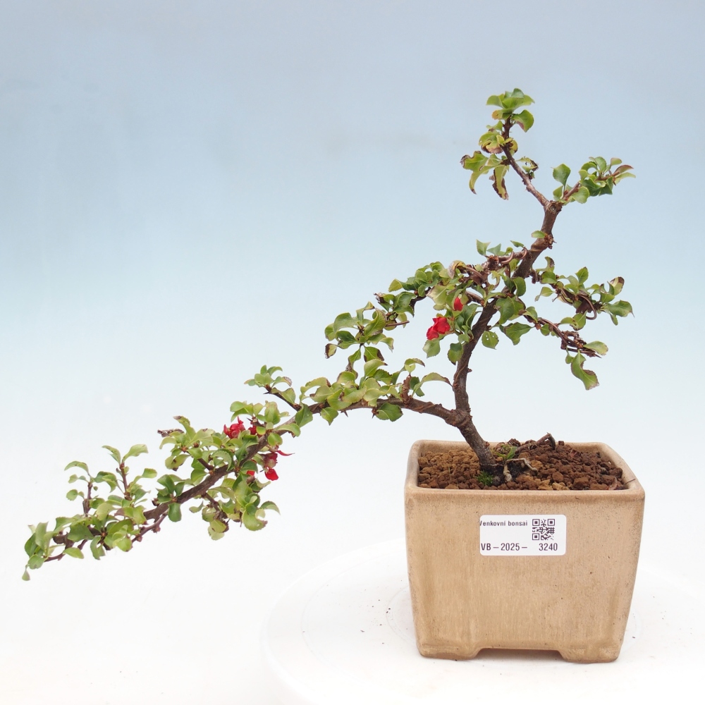 Outdoor bonsai - Chaenomeles with. Red Joy - Quince