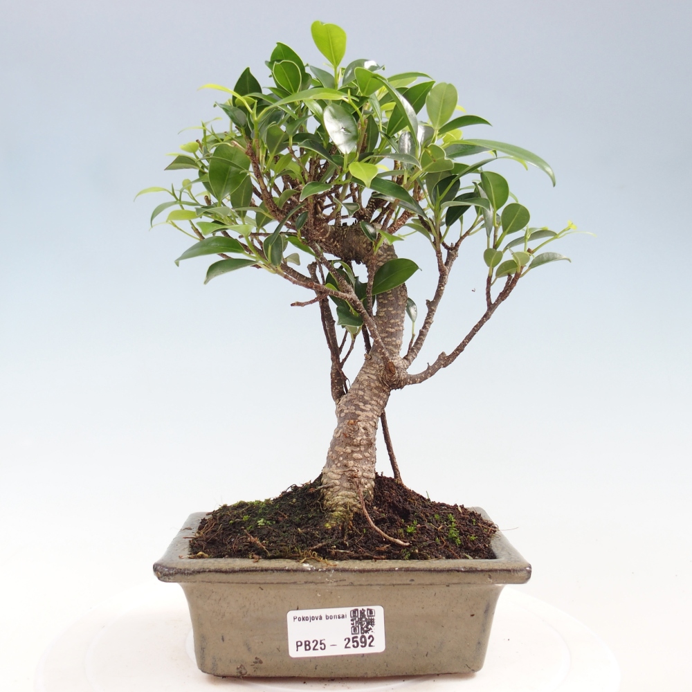 Indoor bonsai - Ficus retusa - small-leaved ficus