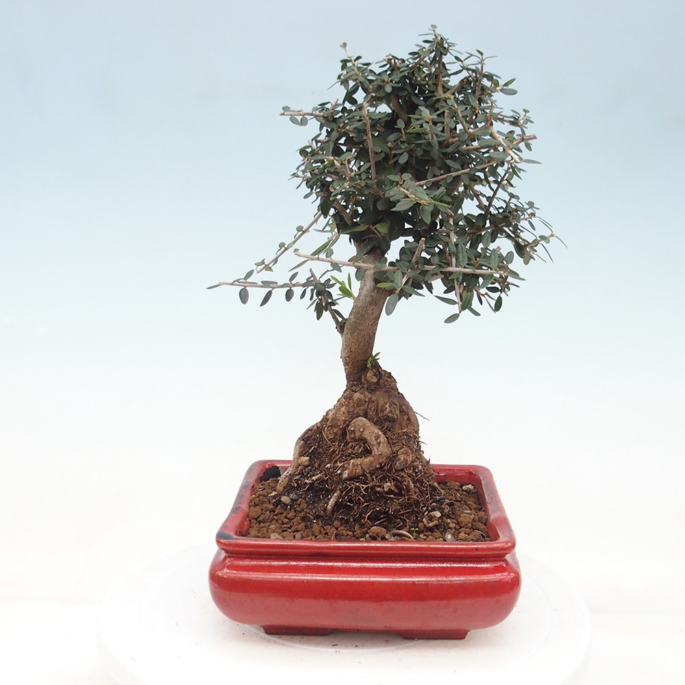 Indoor bonsai - Olea europaea sylvestris