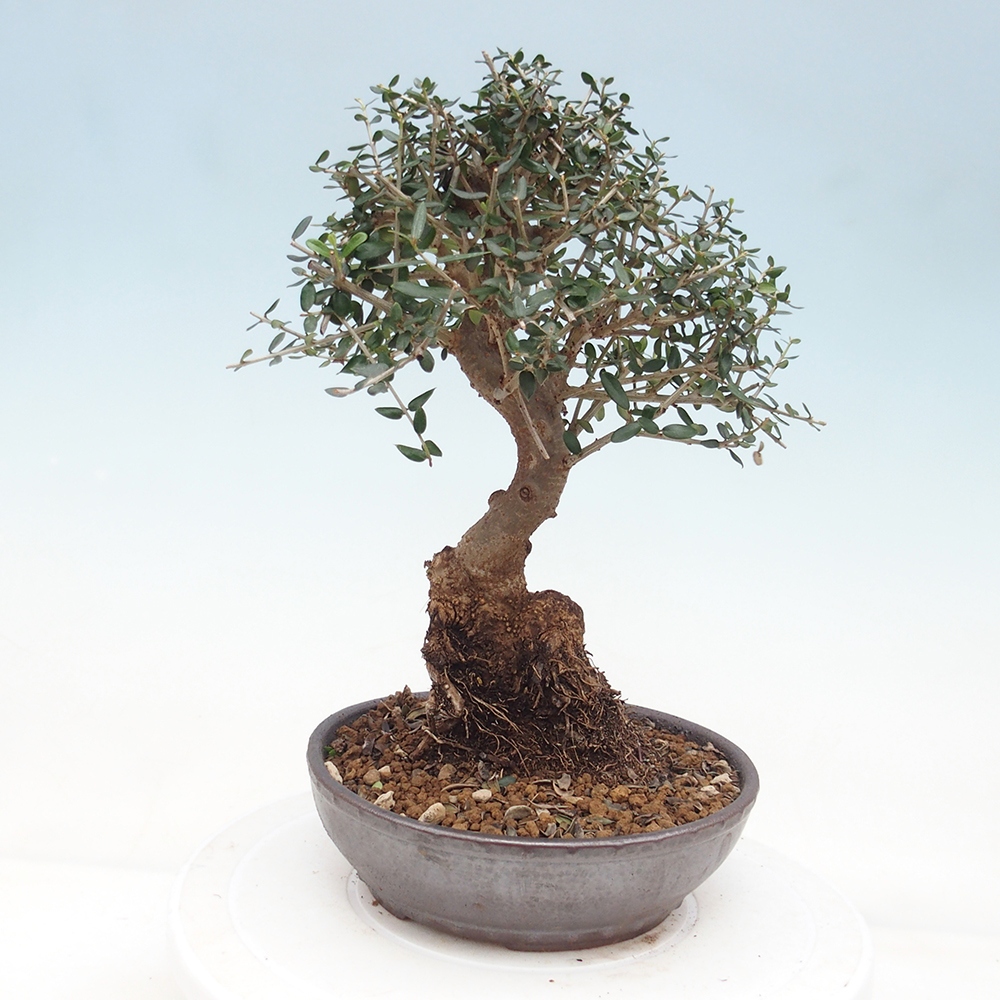 Indoor bonsai - Olea europaea sylvestris