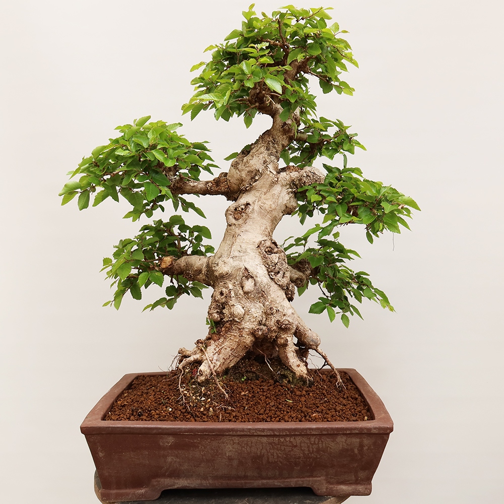 Outdoor bonsai - Carpinus Coreana - Korean hornbeam