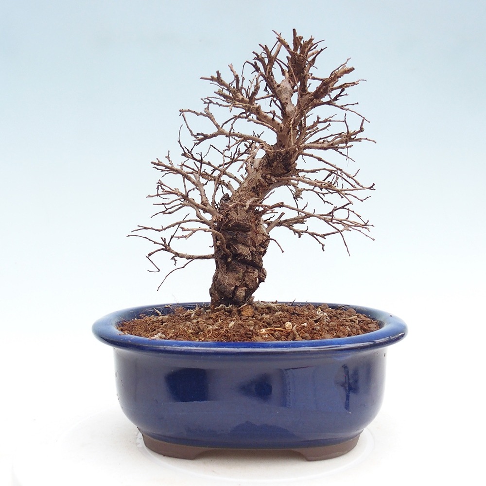 Outdoor bonsai - Zelkova - Zelkova NIRE