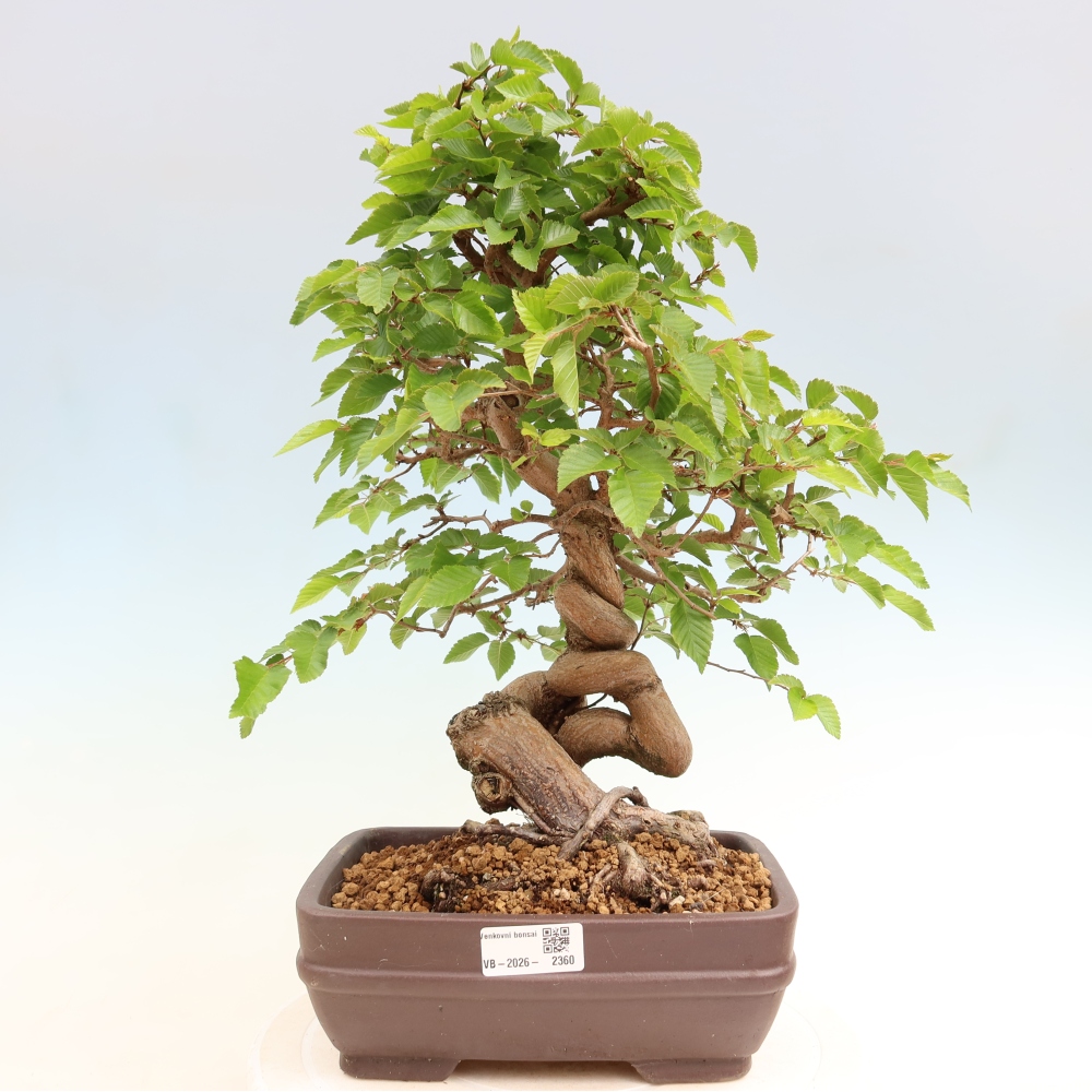 Outdoor bonsai -Carpinus coreana - Korean Hornbeam