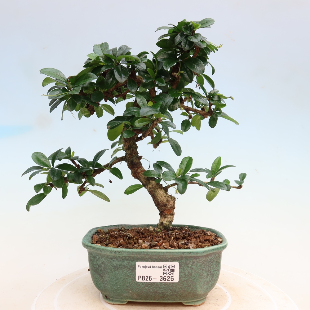 Room bonsai - Carmona macrophylla - Tea fuki