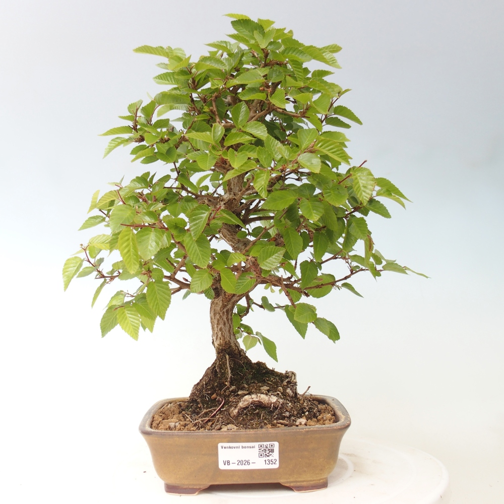Outdoor bonsai -Carpinus CARPINOIDES - Korean Hornbeam