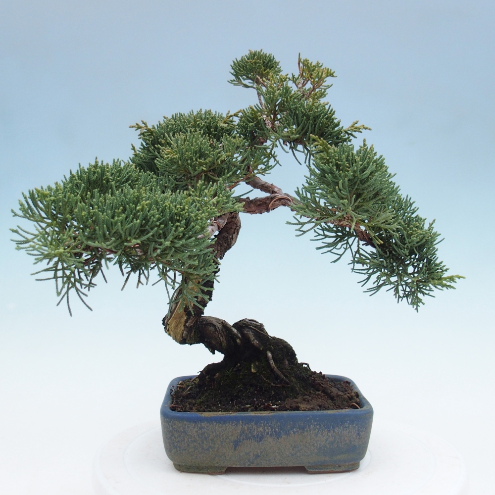 Outdoor bonsai - Juniperus chinensis Kishu - Chinese juniper