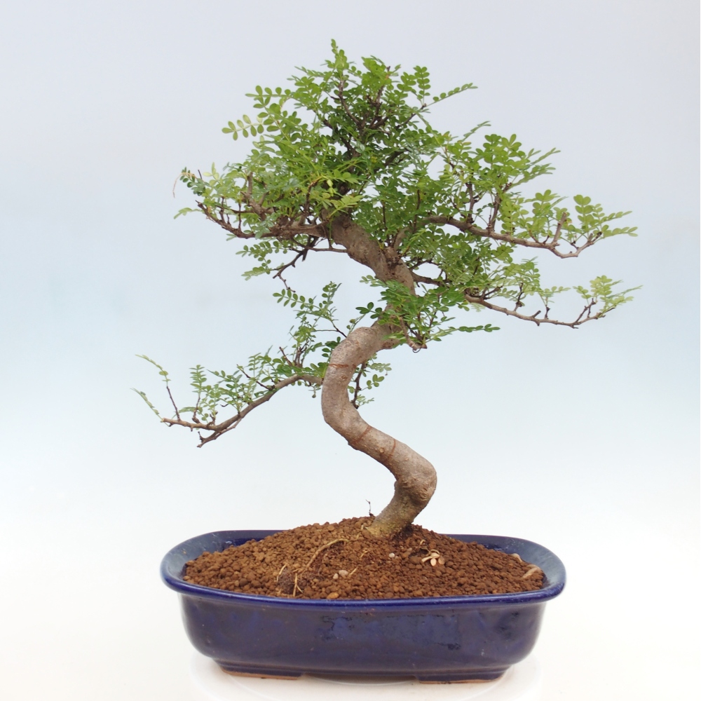Indoor bonsai - Zantoxylum piperitum - Peppermint