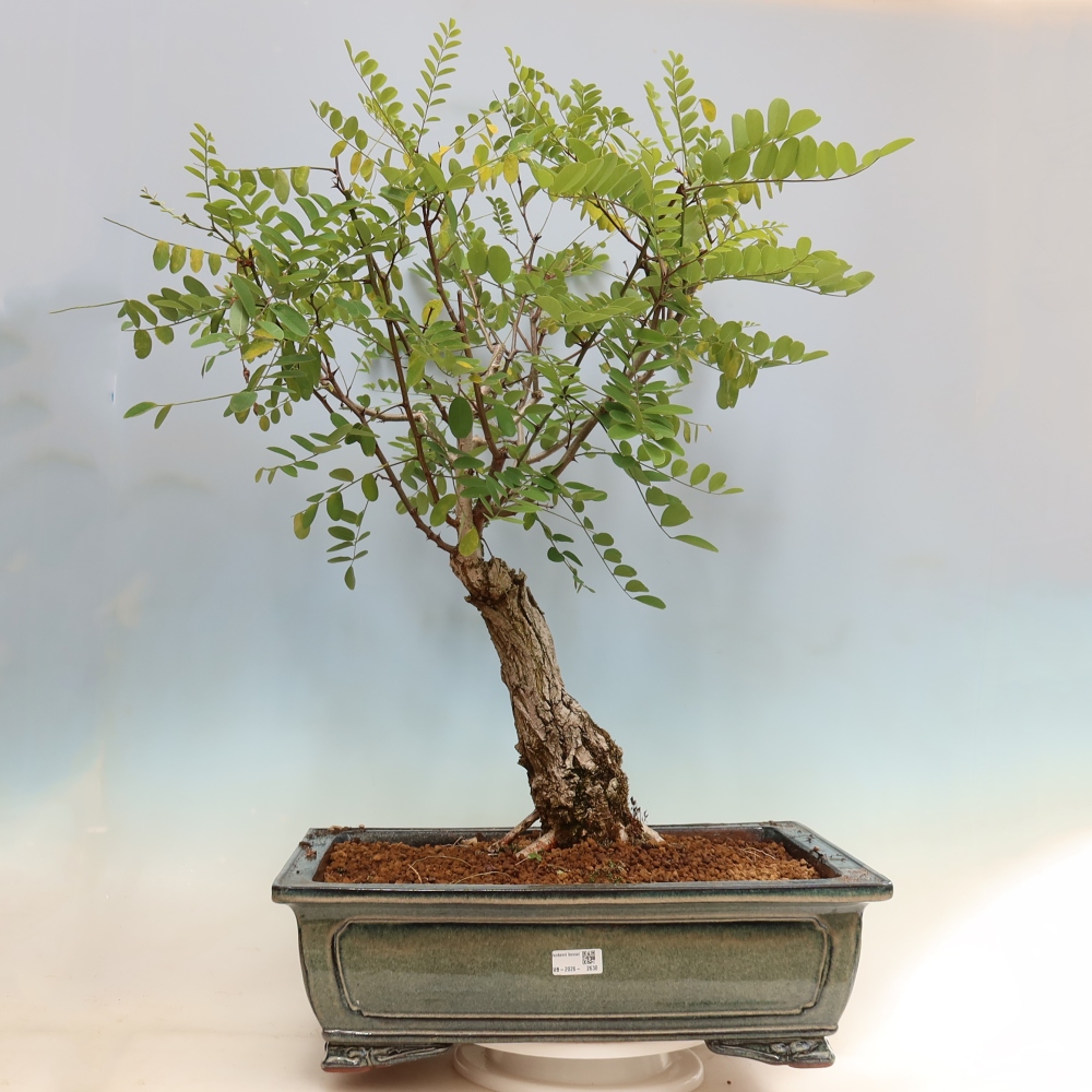 Outdoor Bonsai - Black Locust - Robinia pseudoacacia