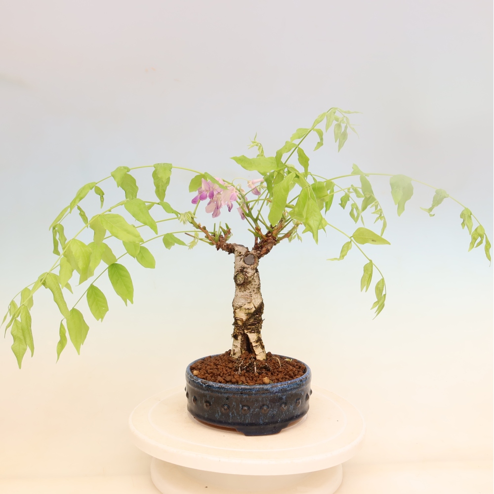 Outdoor bonsai - Wisteria floribunda