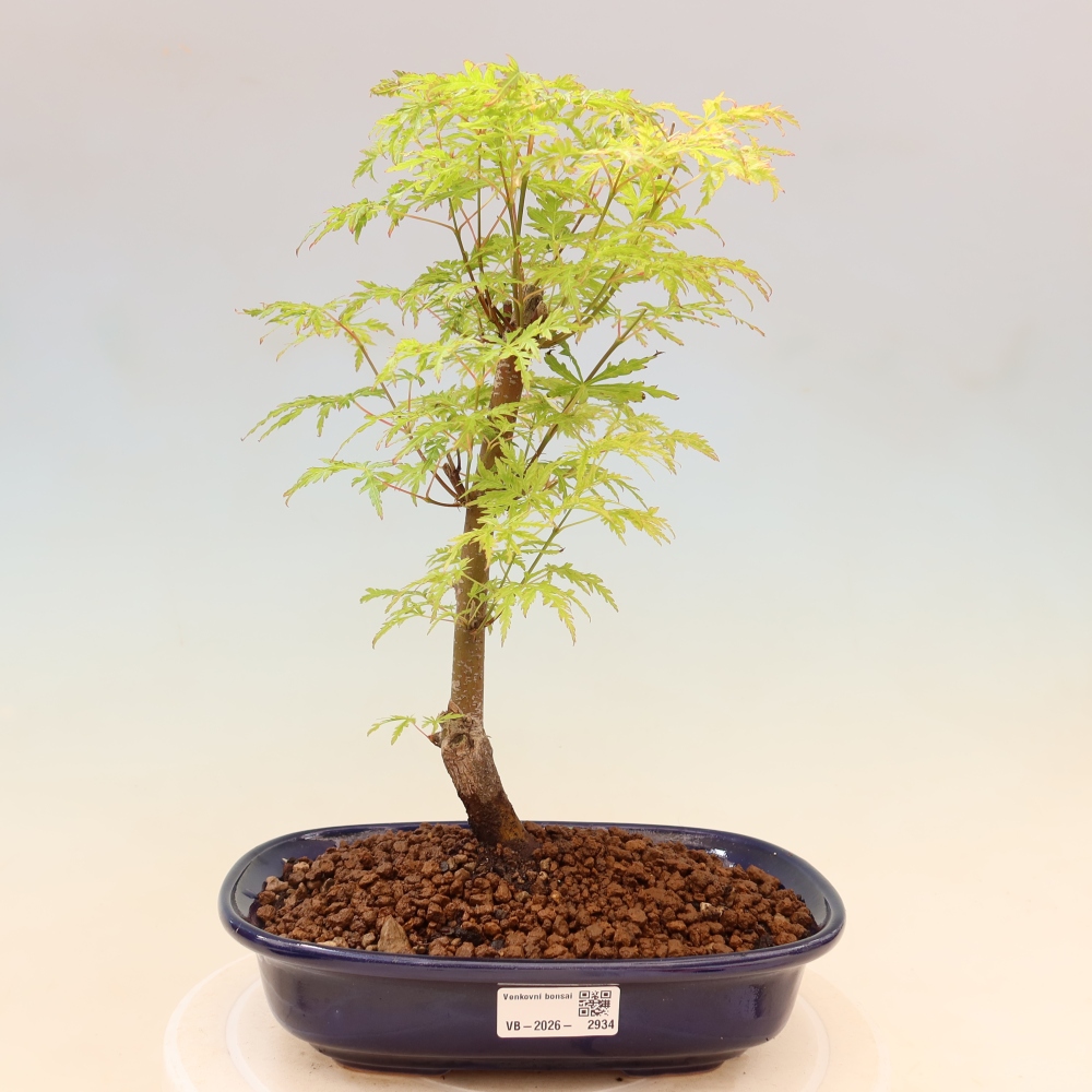 Outdoor Bonsai - Acer palmatum Dissectum - Japanese Maple 