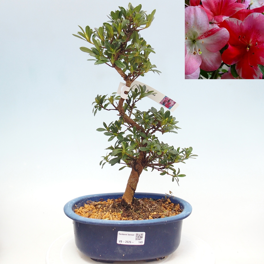 Outdoor bonsai - Japanese Azalea - Azalea Santoka