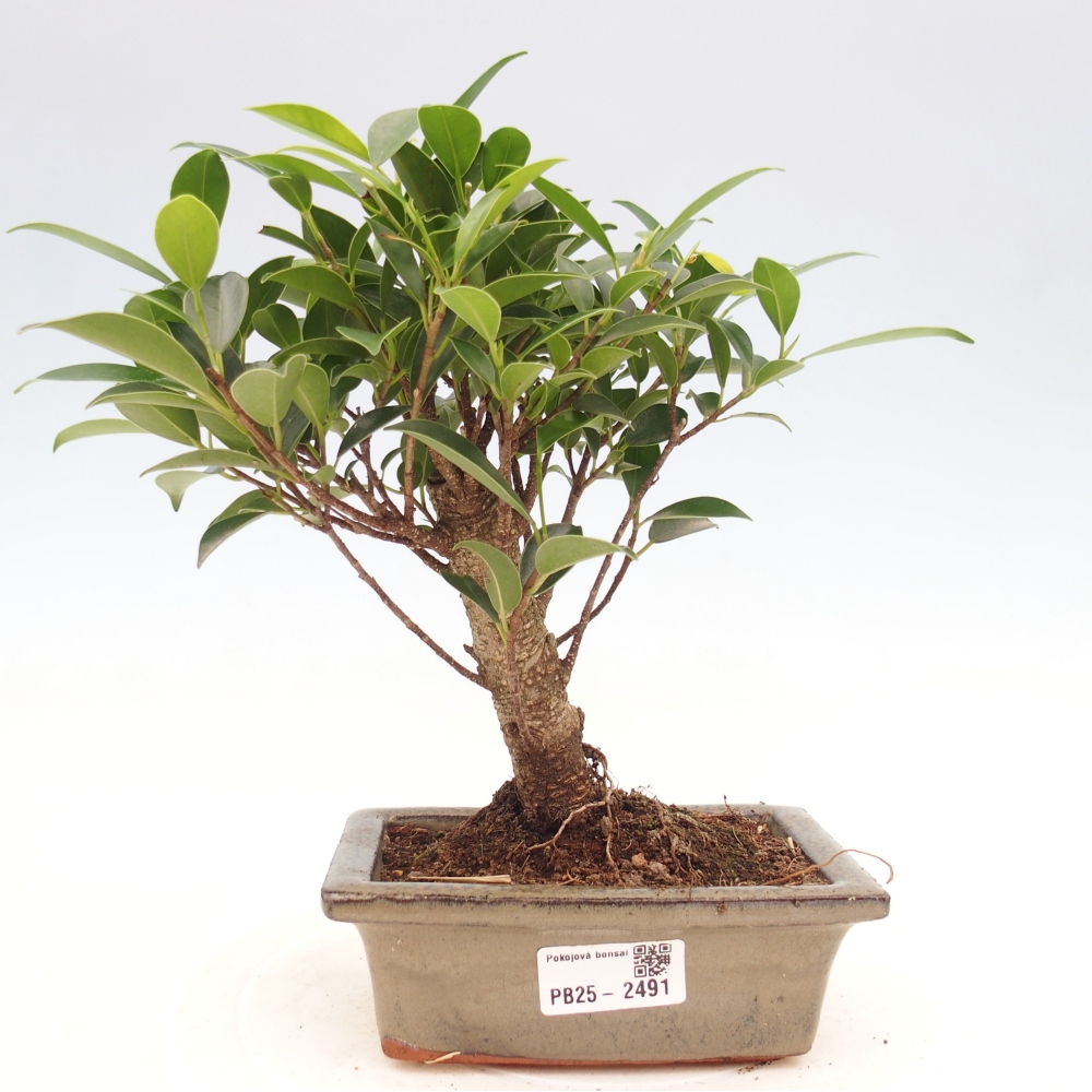 Indoor bonsai - Ficus retusa - small-leaved ficus