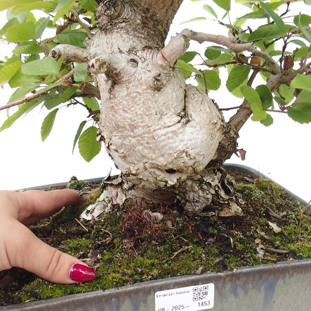 Outdoor bonsai -Carpinus CARPINOIDES - Korean hornbeam