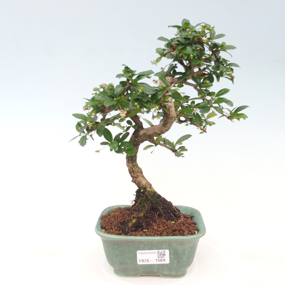 Room bonsai - Carmona macrophylla - Tea fuki