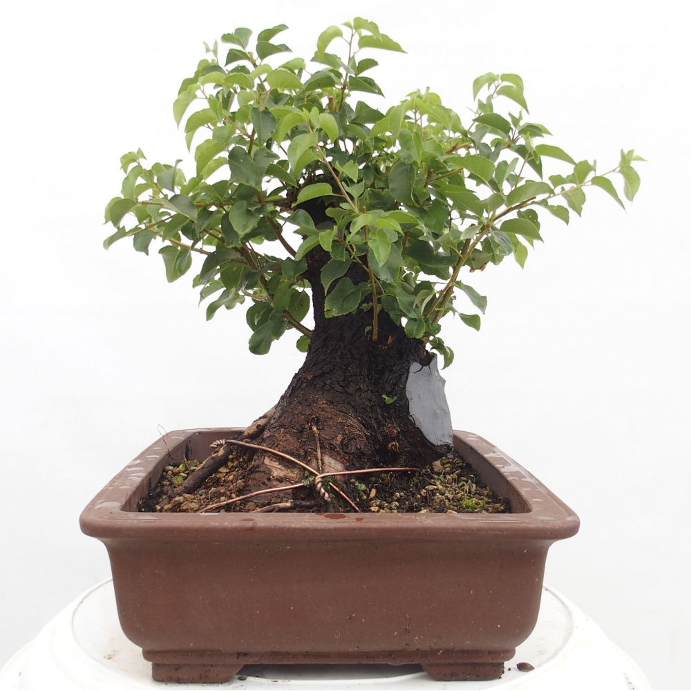 Outdoor bonsai - Mahalebka - Prunus mahaleb