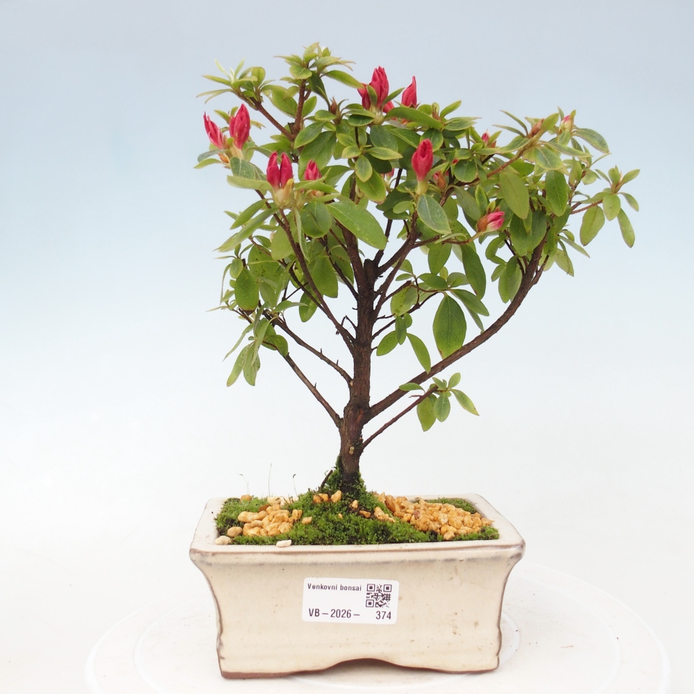 Outdoor bonsai - Japanese azalea - Azalea sp.