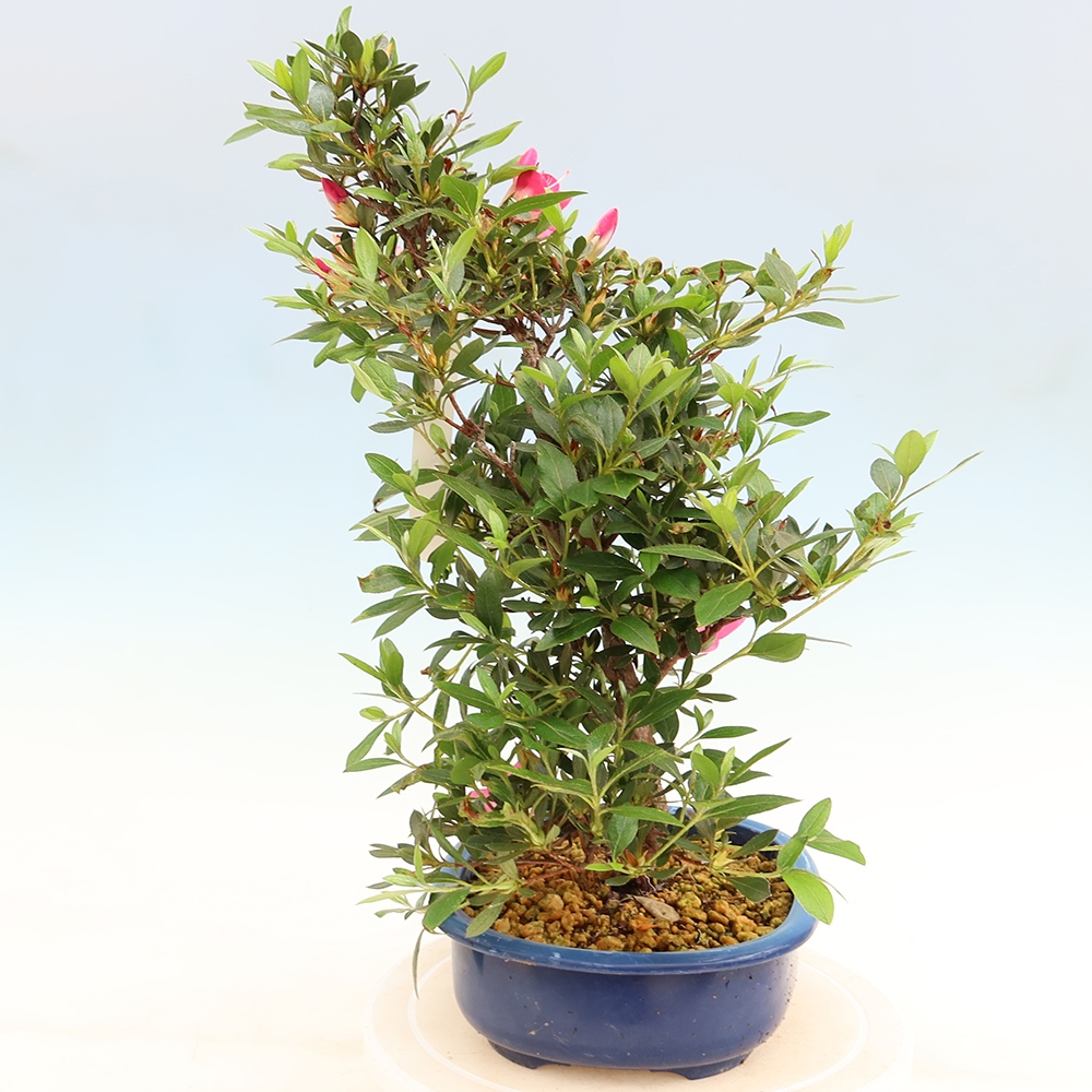 Outdoor bonsai - Japanese Azalea - Azalea Yoko