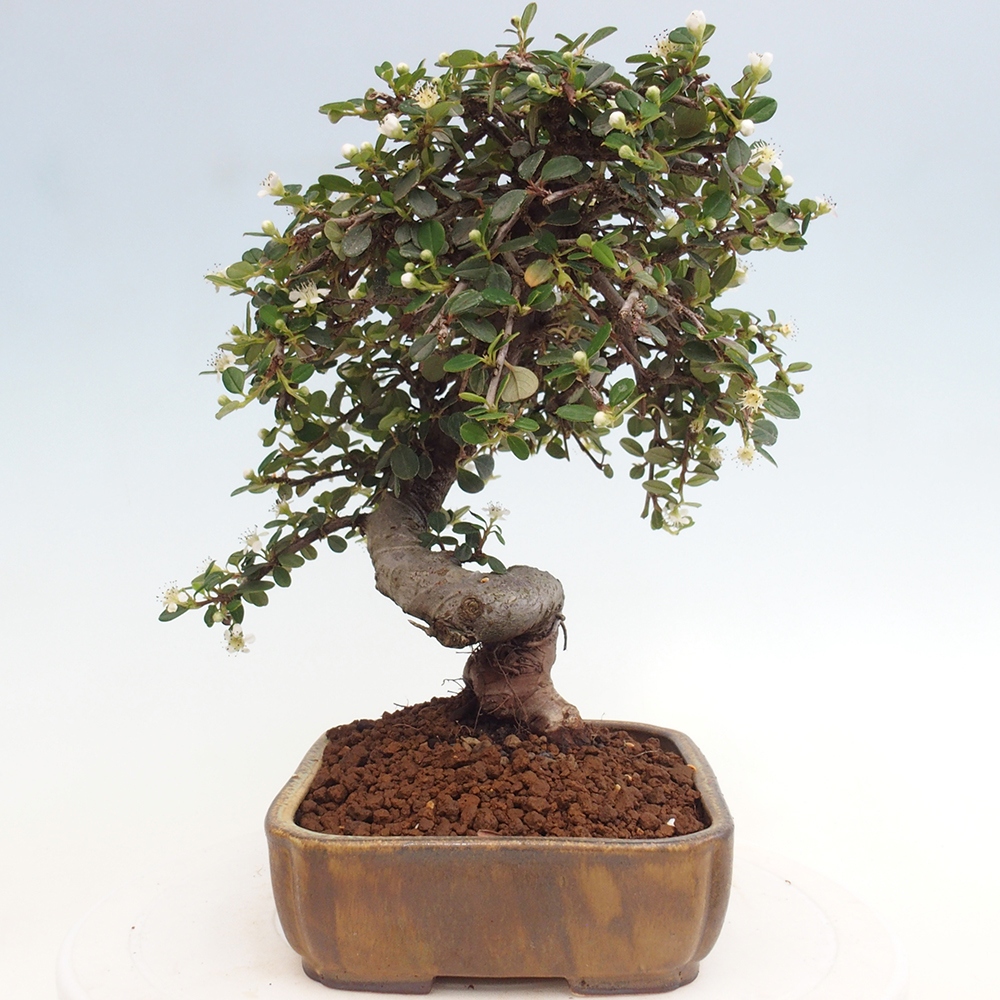 Outdoor bonsai-Cotoneaster dammeri - Rock Damer