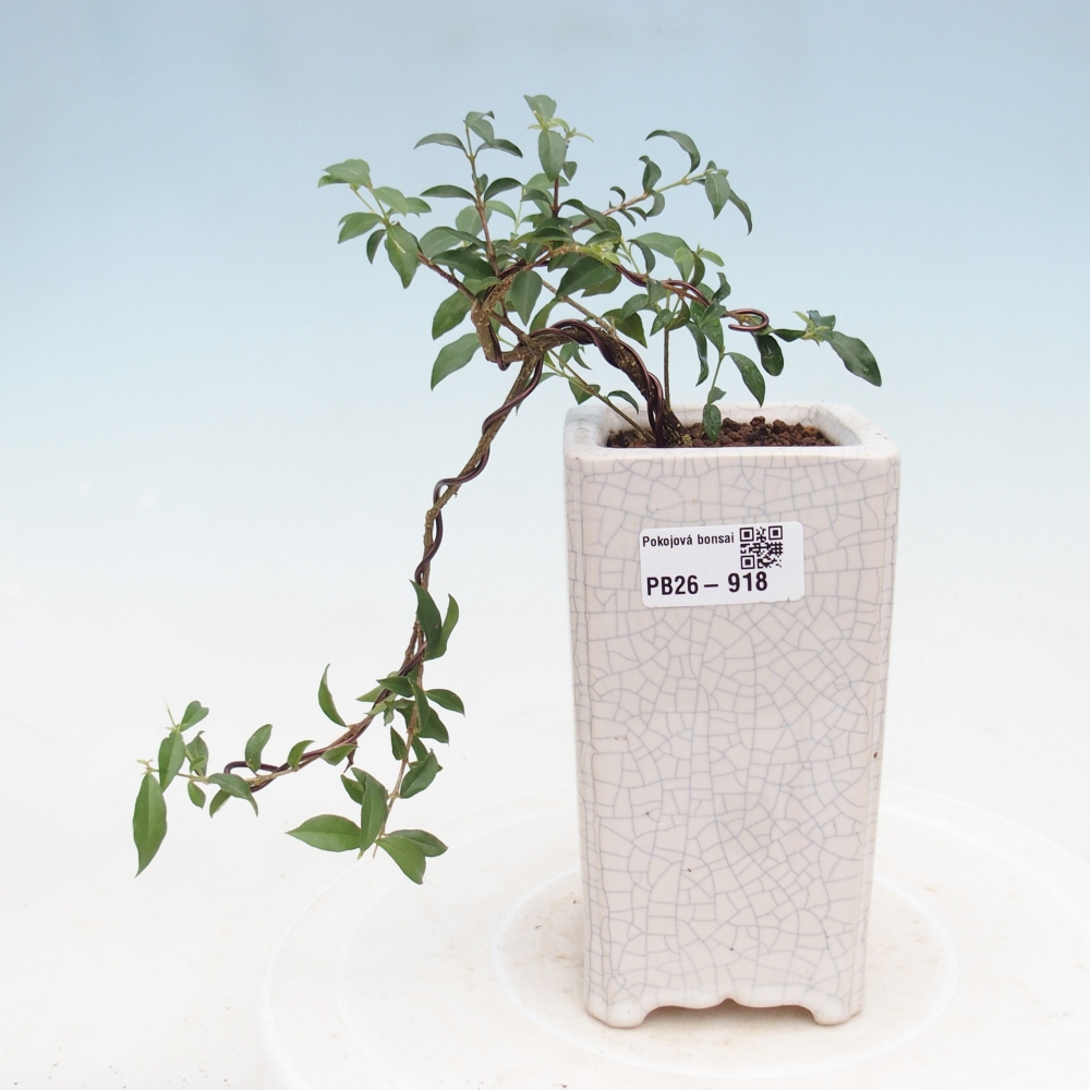 Room bonsai - Malpighia coccigera- Barbdor Cherry