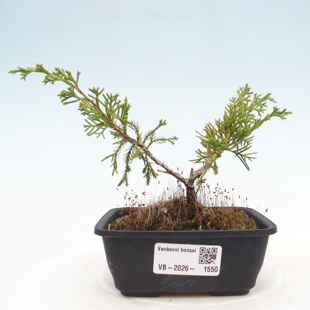 Outdoor bonsai - Juniperus chinensis Itoigawa