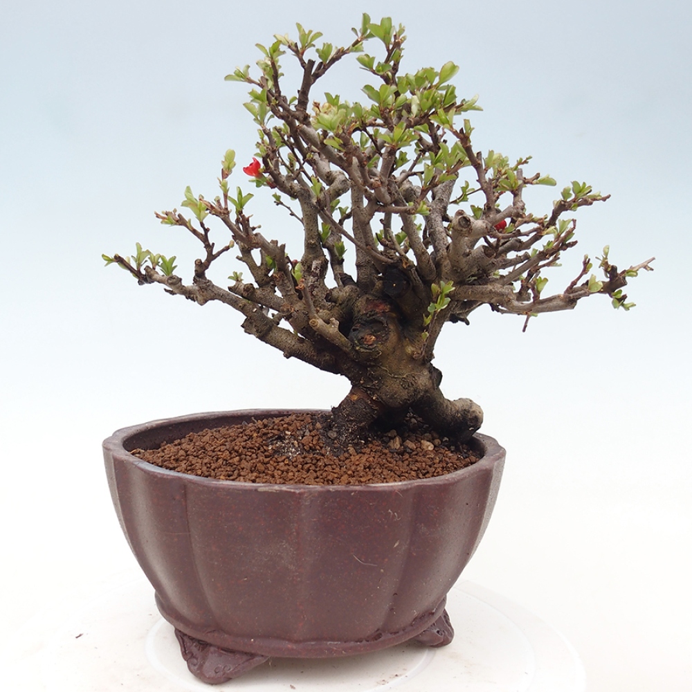 Outdoor bonsai - Chaneomeles speciosa - Quince